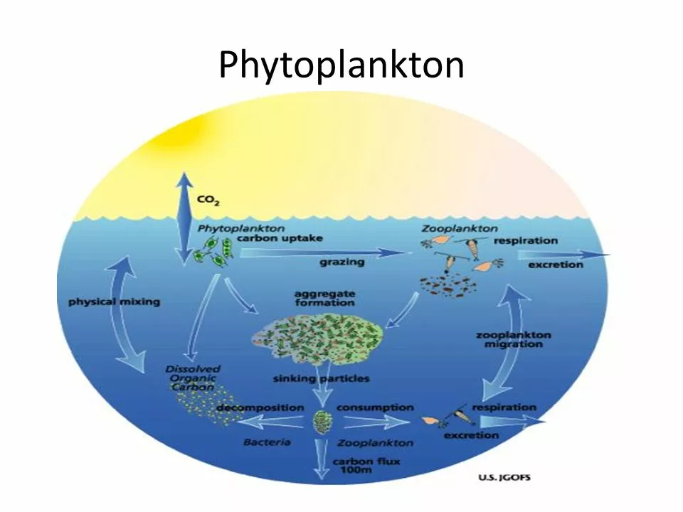 The science behind calcium carbonate and ocean acidification